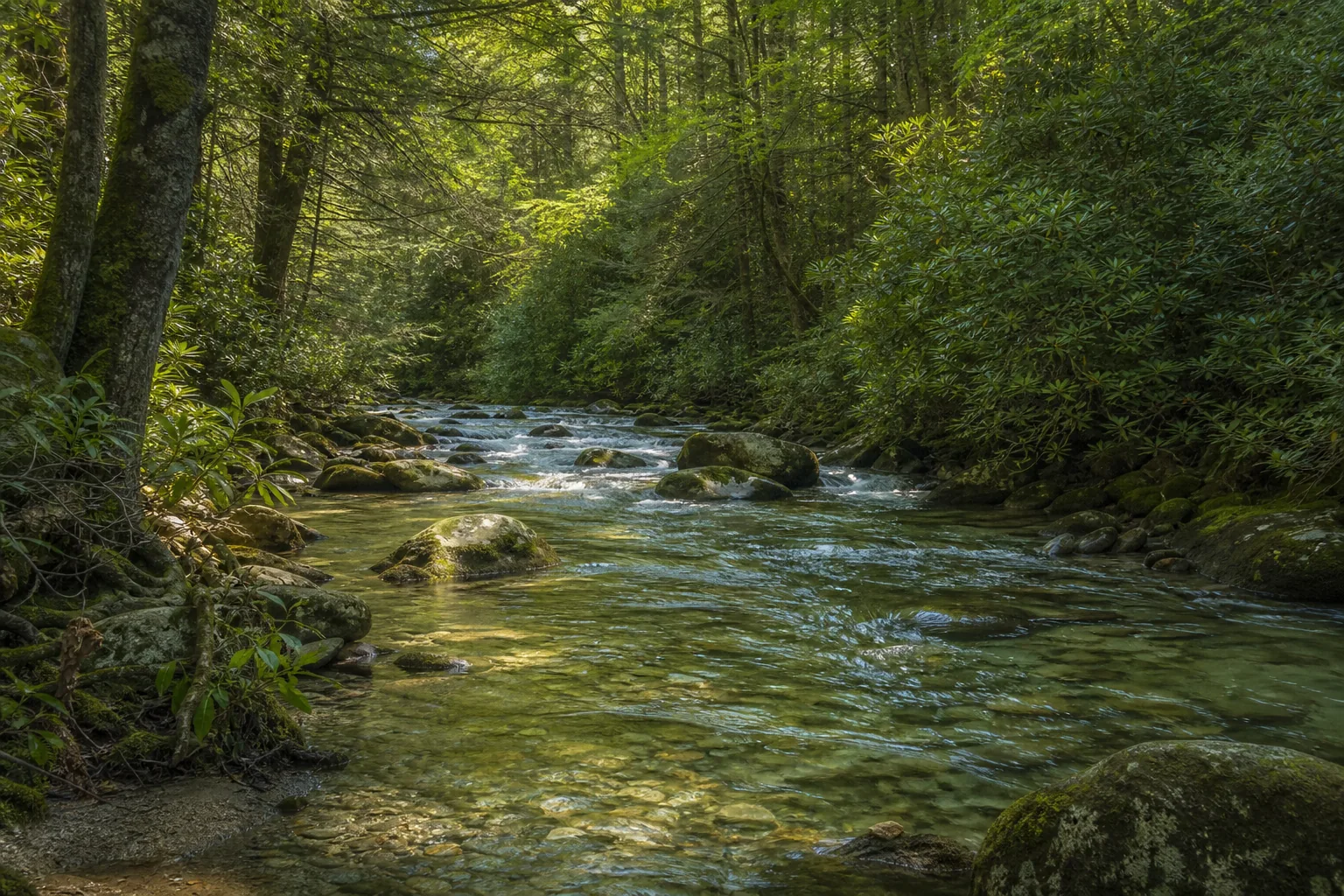 The Davidson River flowing through Pisgah National Forest — Ecusta, rippling waters